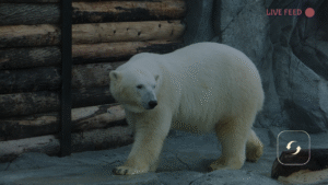 A polar bear in the dark.